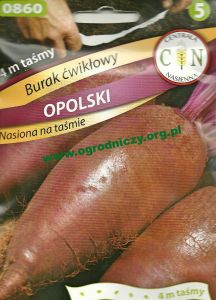 Burak ćwikłowy Opolski - nasiona na taśmie